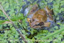 Common Frog